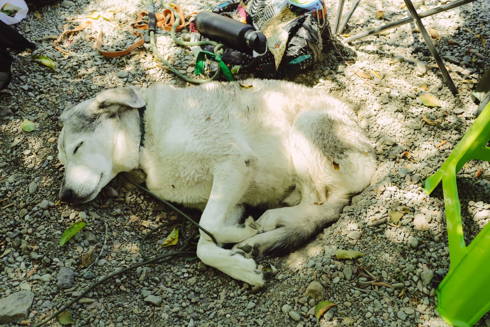 Dog day afternoon